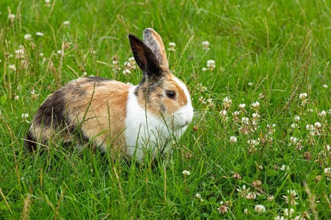 Dutch rabbit sitting in the grass