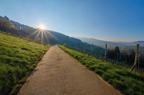 Vineyard path