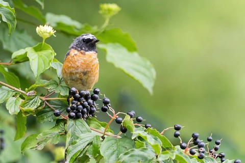 Common redstart