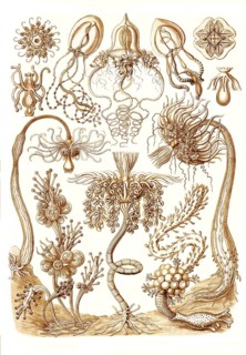 Tubulariae