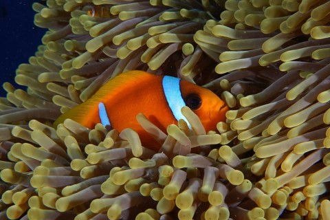 Red sea clownfish
