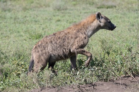 Spotted hyena