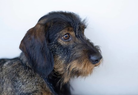 Rough-haired dachshund