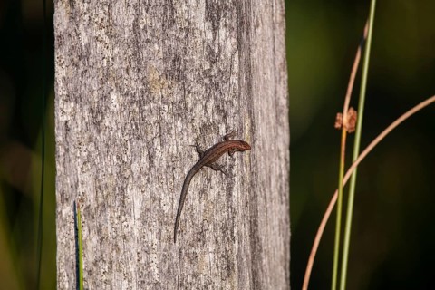 Viviparous lizard