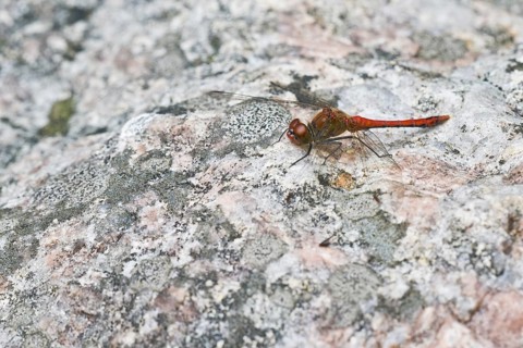 Vagrant darter