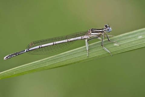Feather damselfly