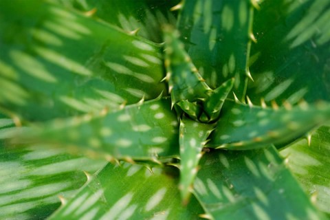 Soap Aloe aka African Aloe aka Zebra Aloe aka Aloe