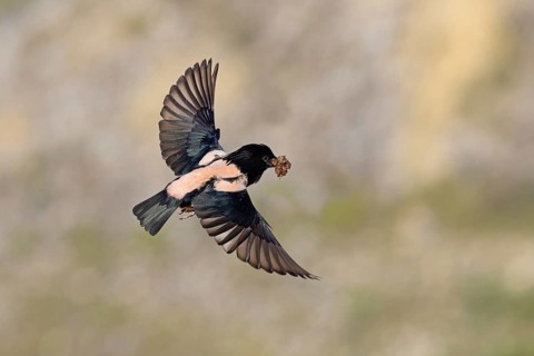 Roseate starling