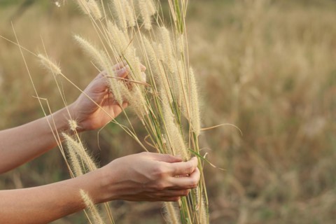 Close up of hands harvesting foxtail grass in the meadow