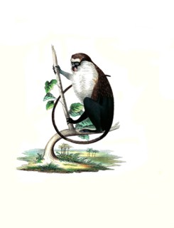Mammals