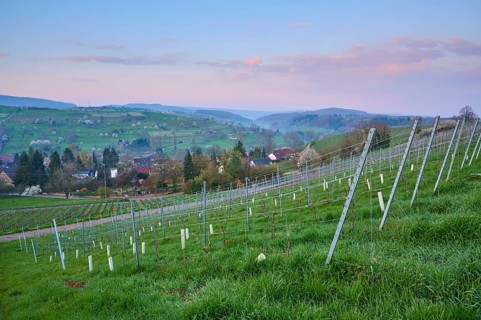 Vineyards