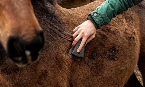 Close up hand brushing horse