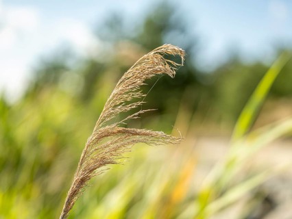 Common reed