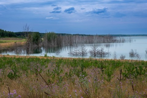Trees planted for the recultivation of Lake Senftenberg
