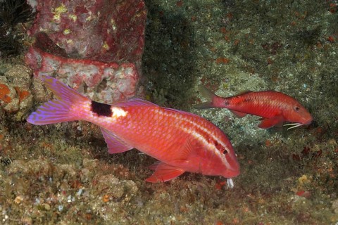 Two spot goatfish