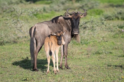 Wildebeest