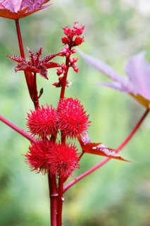 Castor oil plant