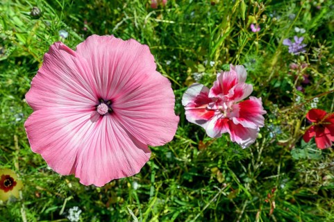 Summer meadow with annual mallow