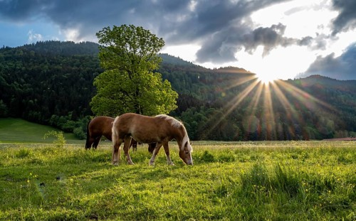 Haflinger horses