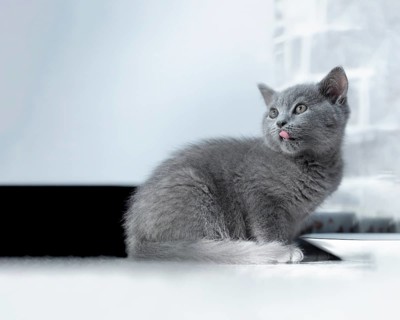 British Shorthair male