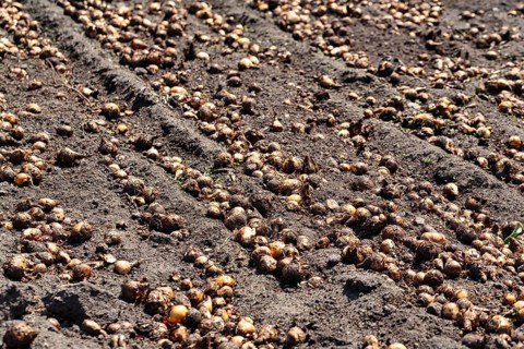 Potato field