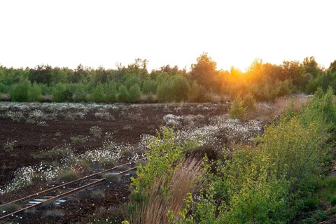 Renaturation in the moor