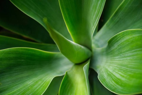 aka foxtail agave or lion's tail