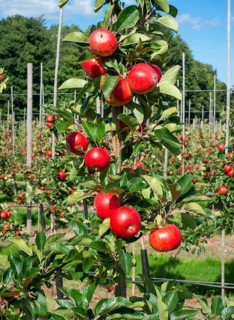 Apple plantation of Discovery apples in Oesterlen fruit district