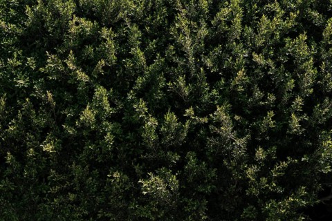 Natural vegetation texture