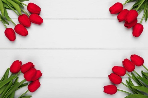 Red tulips frame with copy space