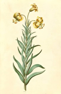 Pyrenean lily