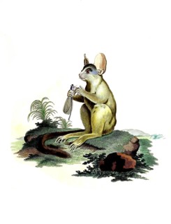 Mammals
