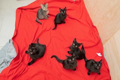 Six nine-week-old kittens sit on blanket and look at camera