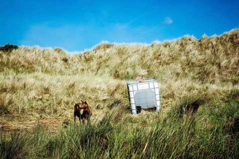 Chained goat in the dunes of Terschelling