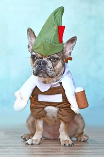 Merle French Bulldog dog dressed up with funny traditional Bavarian 'Oktoberfest' costume with Lederhosen pants