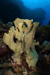 Blade firel coral