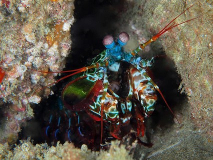 Peacock mantis shrimp