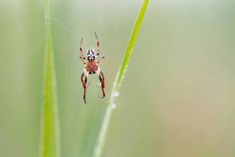 Furrow spider