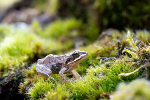 Moor frog