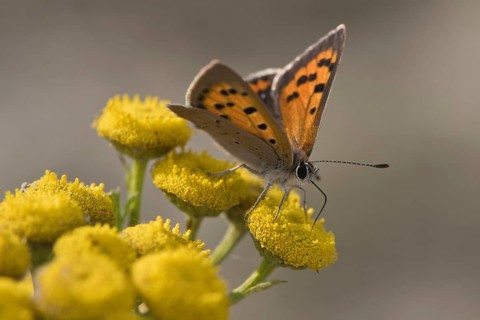 Small copper