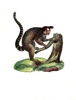 Mammals