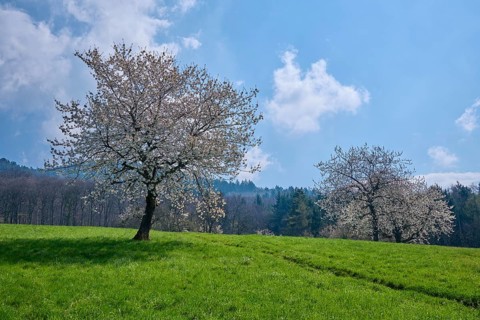 Cherry trees