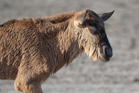 Wildebeest