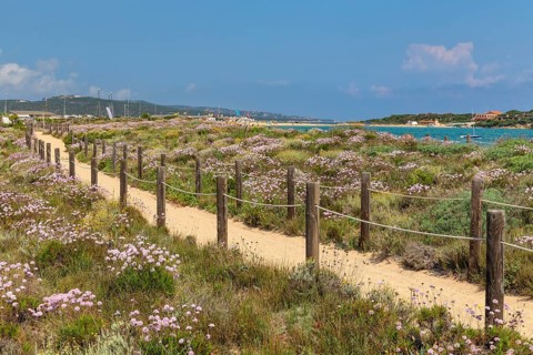 Beach carnations on the beach of Porto Pollo