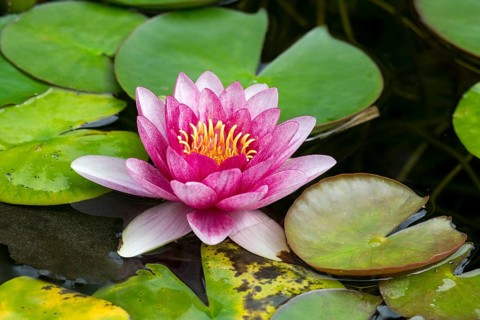 Pink water lily