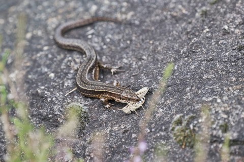 Viviparous lizard