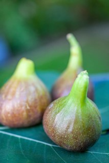 Ripe figs on fig leaf