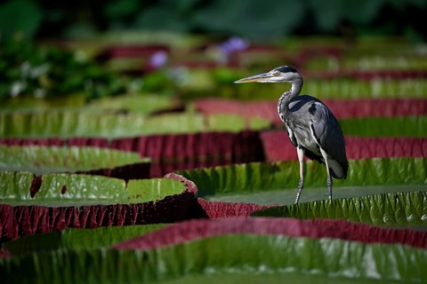 Grey heron
