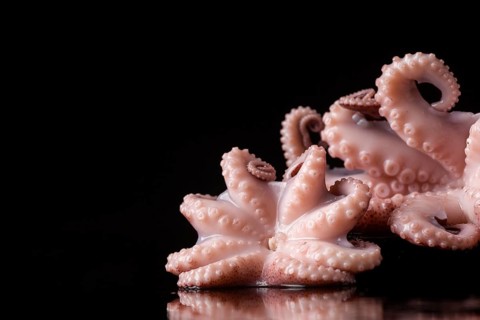Close up octopus with copy space