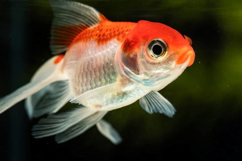 Close up focused betta fish green blurred background